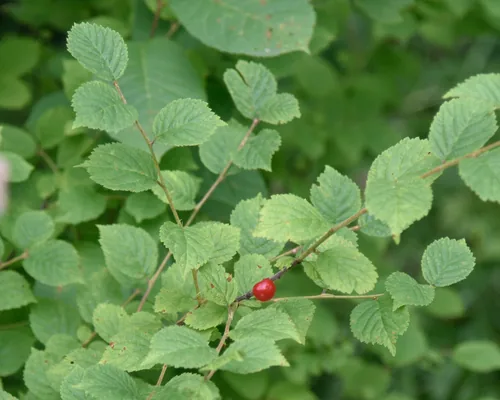 Nanking cherry (Prunus tomentosa), photograph