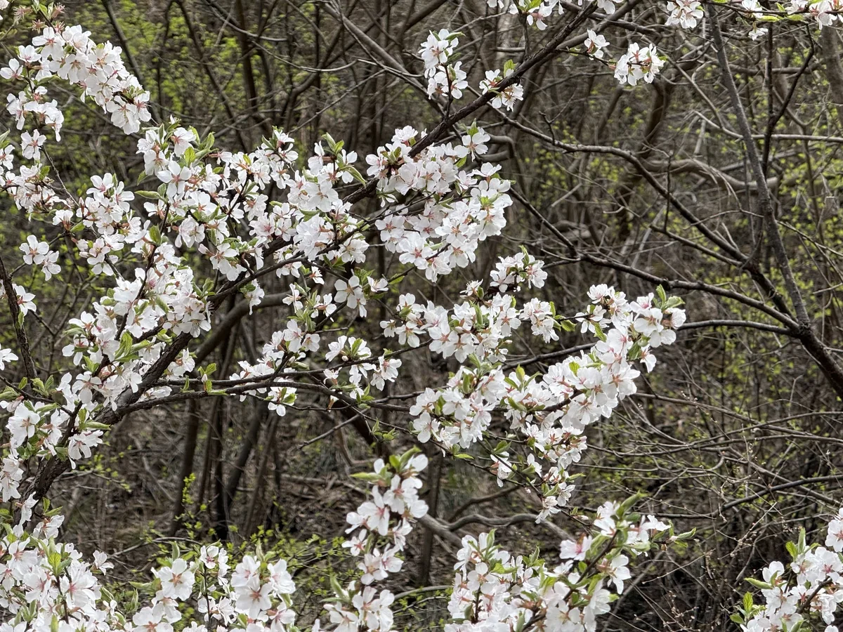 Nanking cherry (Prunus tomentosa), photograph