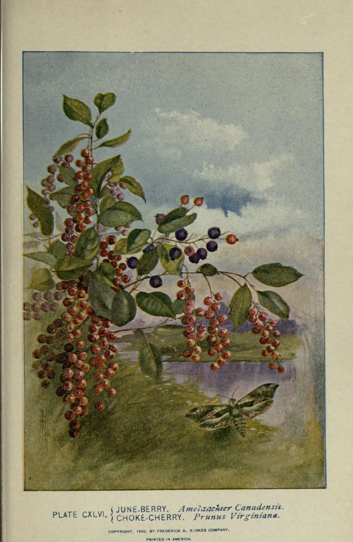 Chokecherry (Prunus virginiana), botanical illustration