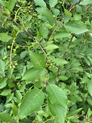 Chokecherry, photograph