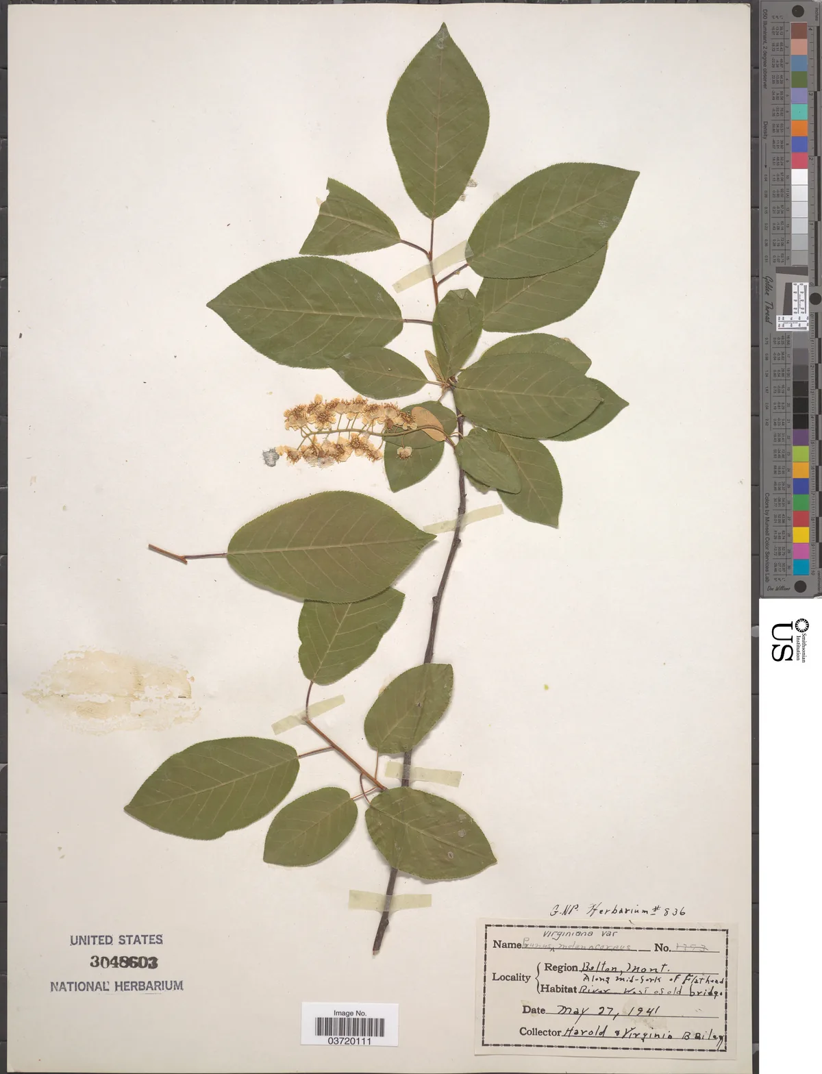 Chokecherry (Prunus virginiana), photograph