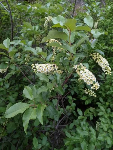 Photo: (c) Trevor Van Loon, some rights reserved (CC BY) · cc-by · via iNaturalist Chokecherry (Prunus virginiana), photograph