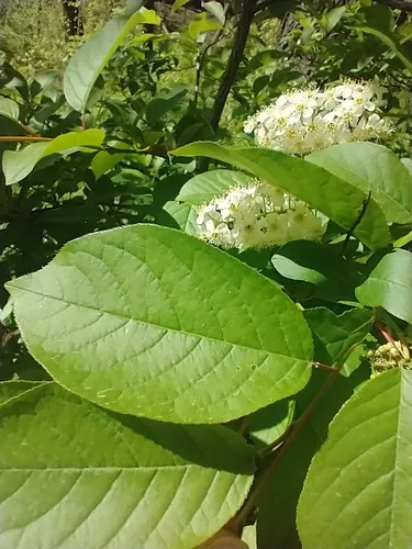 Chokecherry (Prunus virginiana), photograph