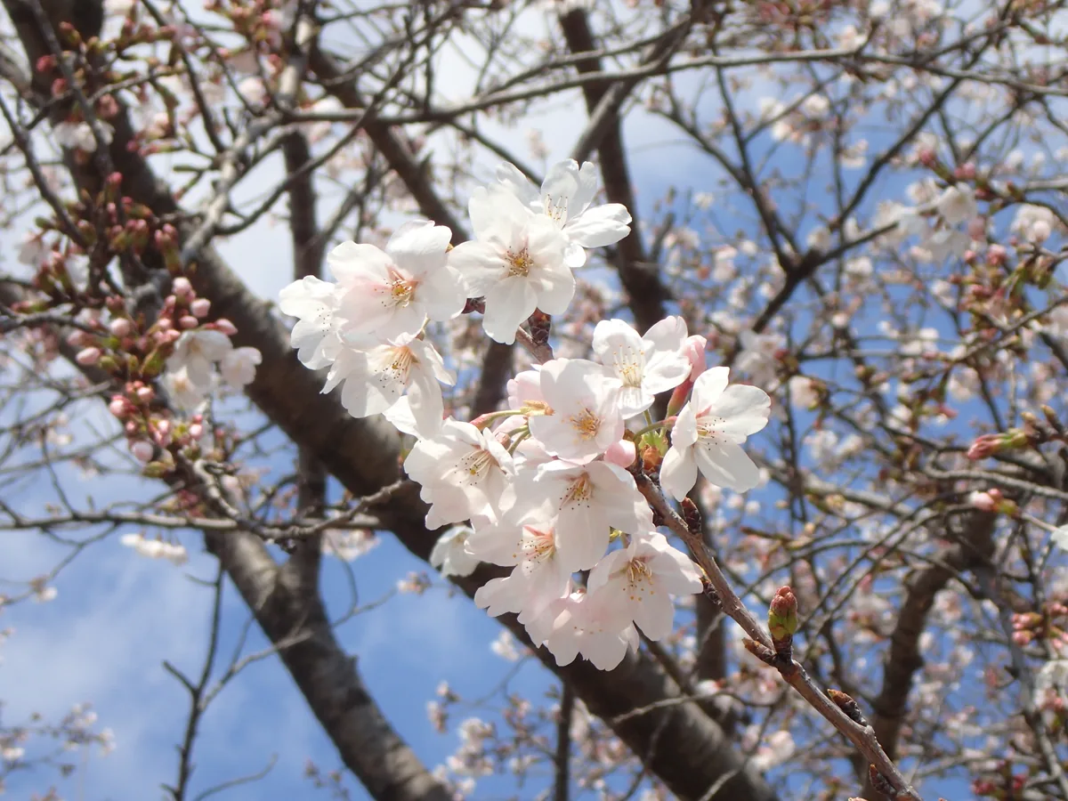 Photo: renshuchu, via iNaturalist · CC0 · via GBIF Yoshino cherry (Prunus × yedoensis), photograph