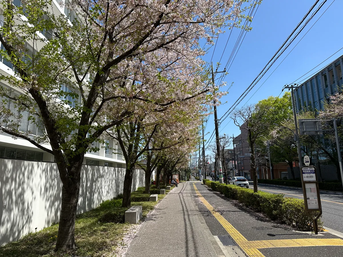 Photo: Yoshihiro Tokue, via iNaturalist · CC BY · via GBIF Yoshino Cherry (Prunus × yedoensis), photograph