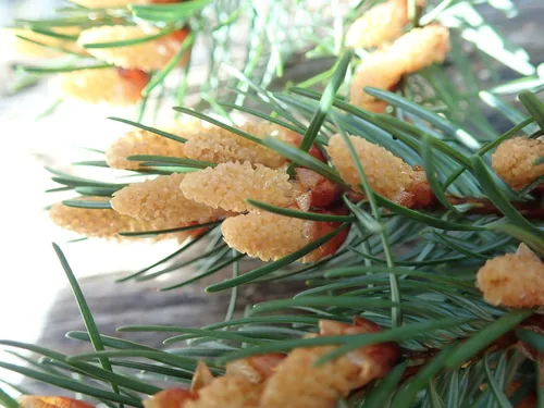 Douglas Fir (Pseudotsuga menziesii), photograph