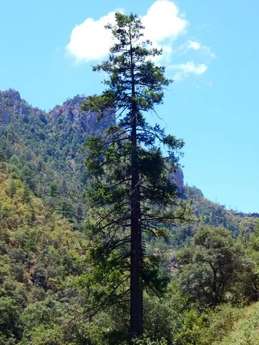 Photo: (c) Norma Piedra, some rights reserved (CC BY) · cc-by · via iNaturalist Douglas Fir (Pseudotsuga menziesii), photograph