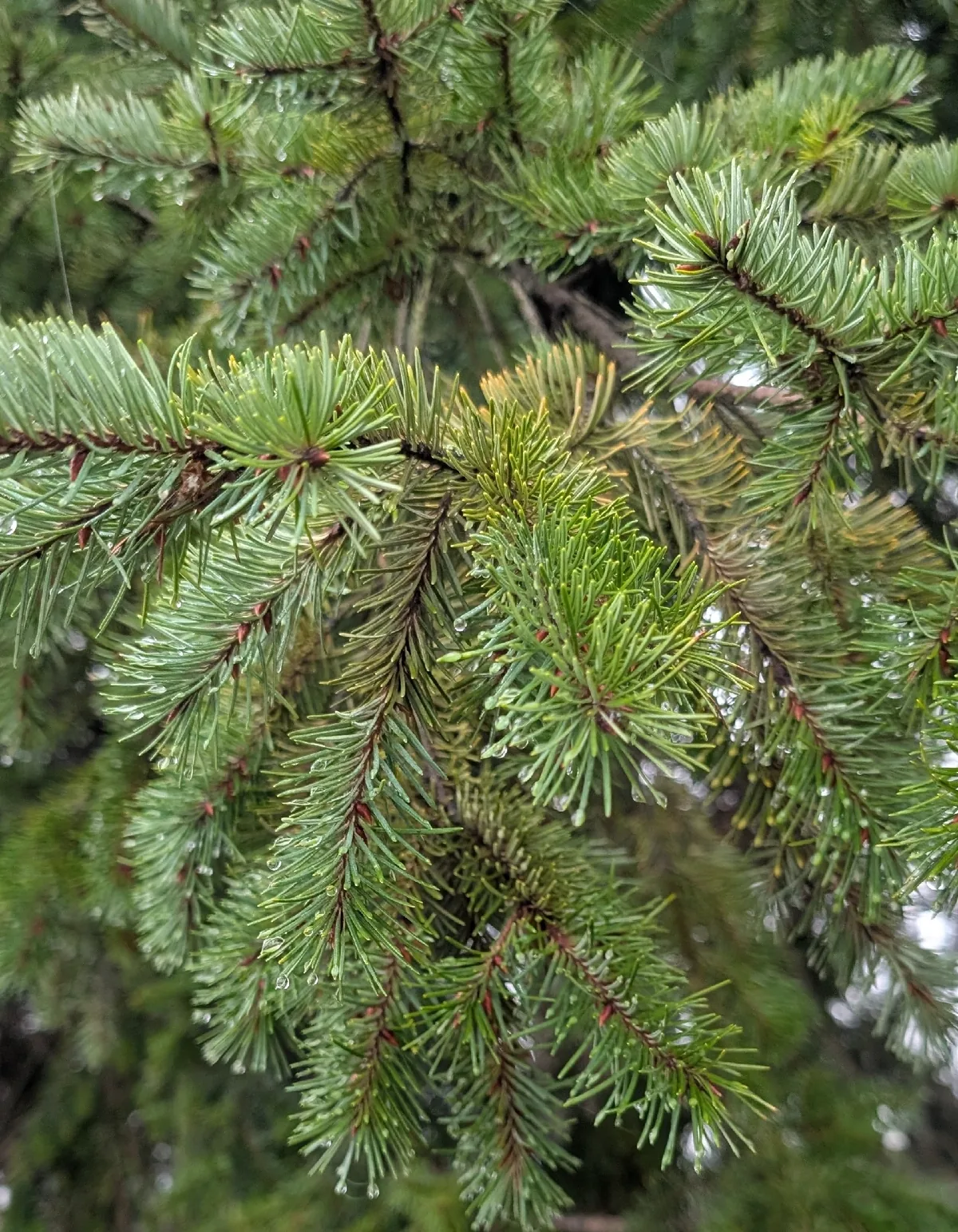 Douglas Fir, photograph
