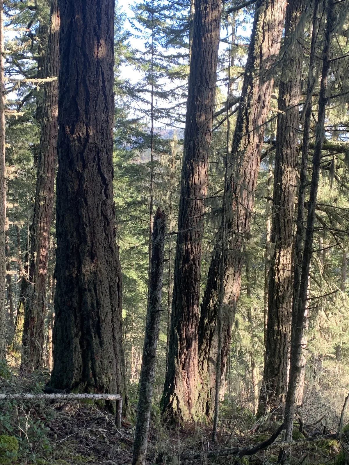 Douglas Fir (Pseudotsuga menziesii), photograph