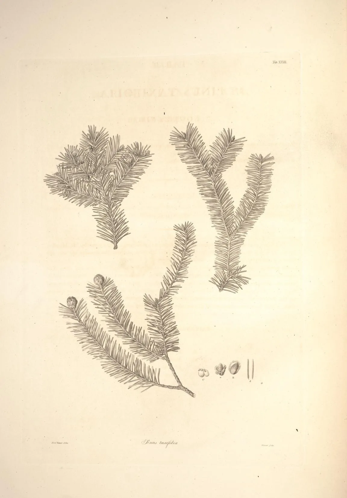 Douglas Fir (Pseudotsuga menziesii), botanical illustration