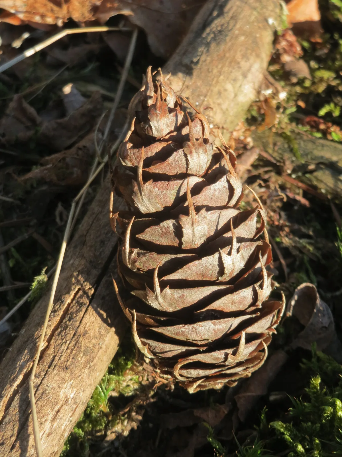 Douglas Fir (Pseudotsuga menziesii), photograph