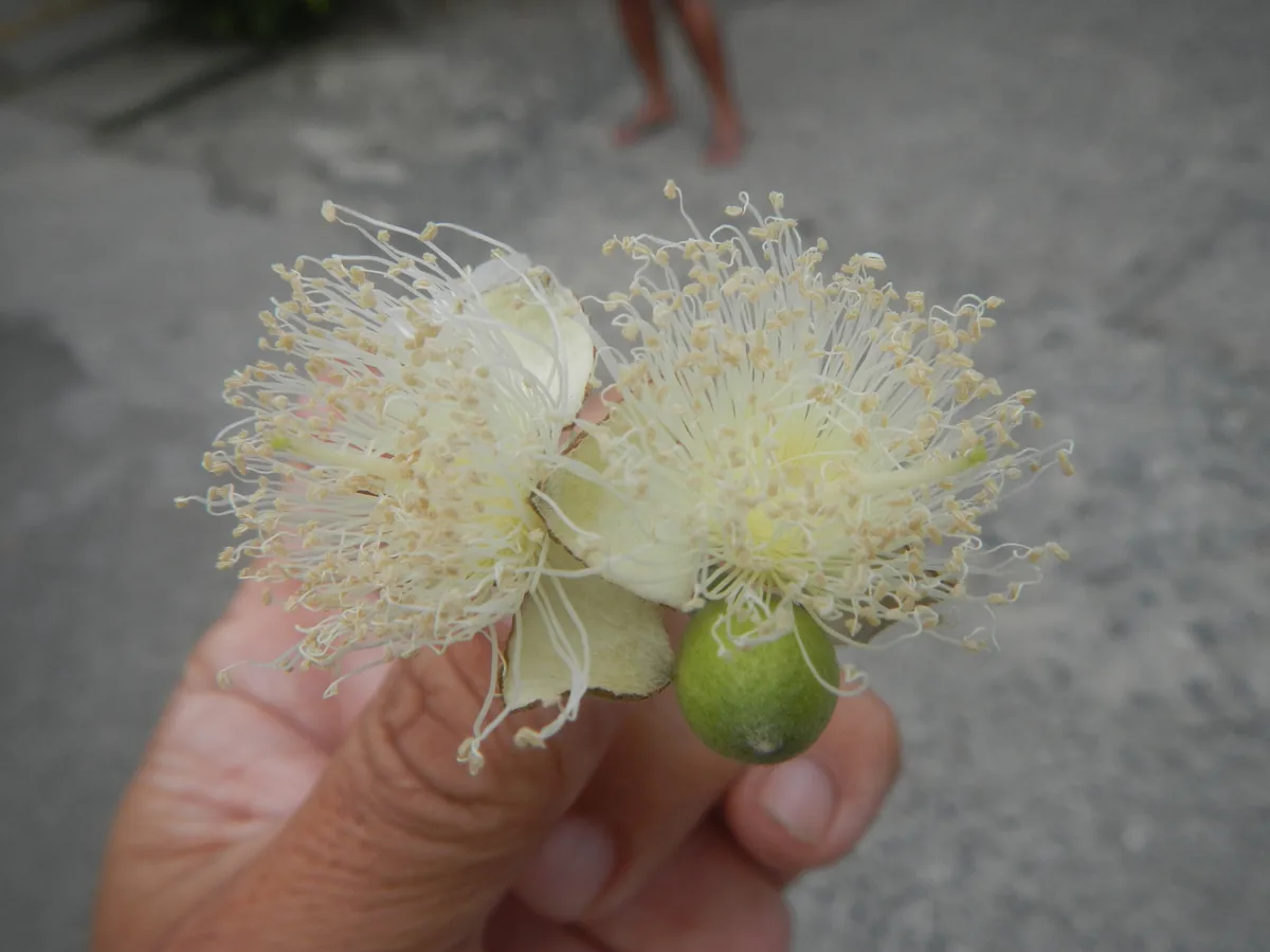 Guava (Psidium guajava), photograph