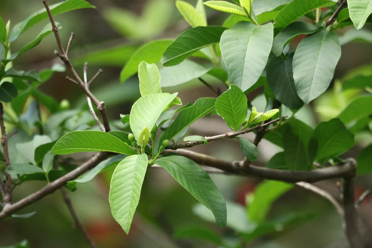 Guava (Psidium guajava), photograph