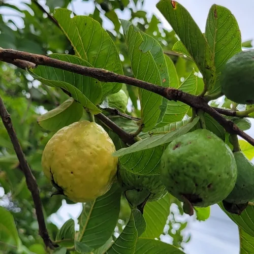 Photo: (c) Daniel Dias, some rights reserved · CC BY-SA · via iNaturalist guava (Psidium guajava), photograph