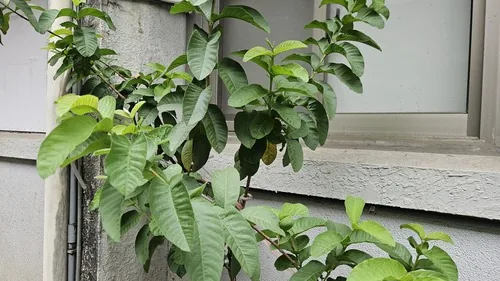 Photo: (c) 胡正恆(Jackson Hu), some rights reserved (CC BY) · cc-by · via iNaturalist Guava (Psidium guajava), photograph