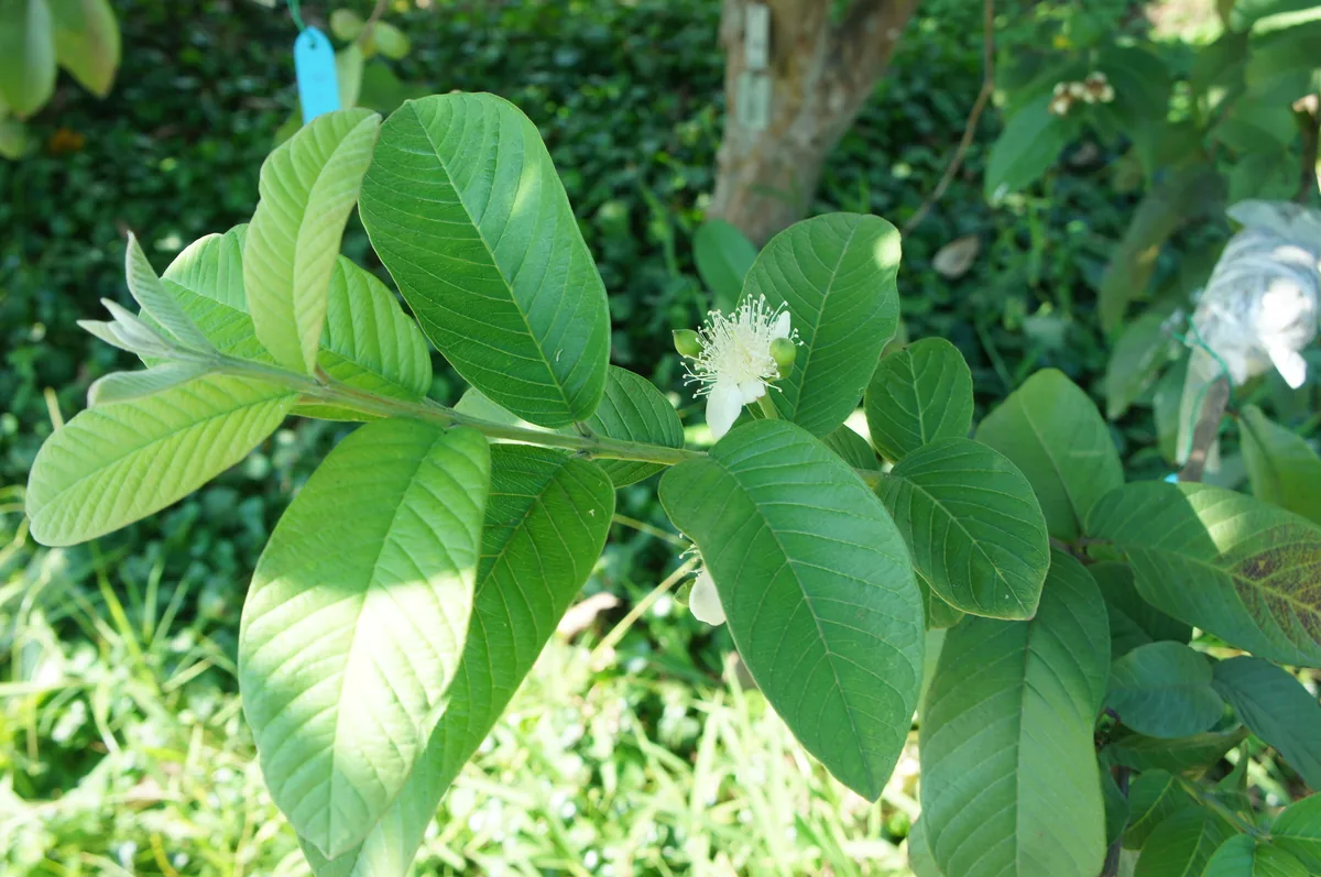 Guava (Psidium guajava), photograph