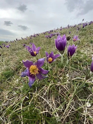 Photo: (c) Terry Instone, some rights reserved (CC BY) · cc-by · via iNaturalist Pasqueflower (Pulsatilla vulgaris), photograph