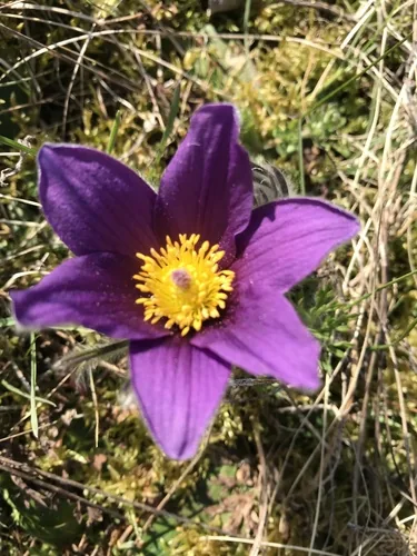Photo: (c) Marianne Hoffmann, some rights reserved · CC BY · via iNaturalist pasqueflower (Pulsatilla vulgaris), photograph