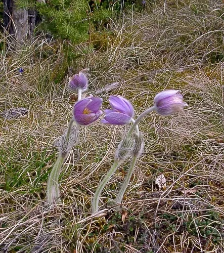 Pasqueflower (Pulsatilla vulgaris), photograph