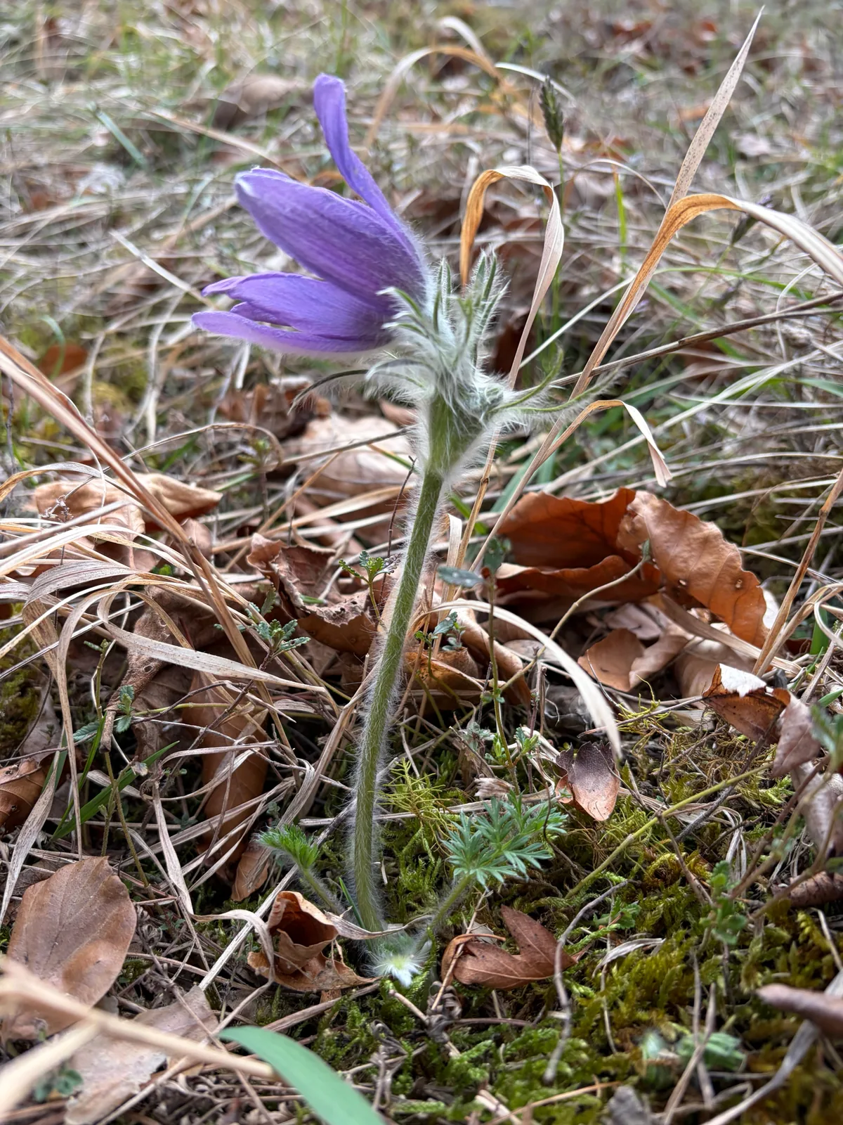Pasqueflower (Pulsatilla vulgaris), photograph