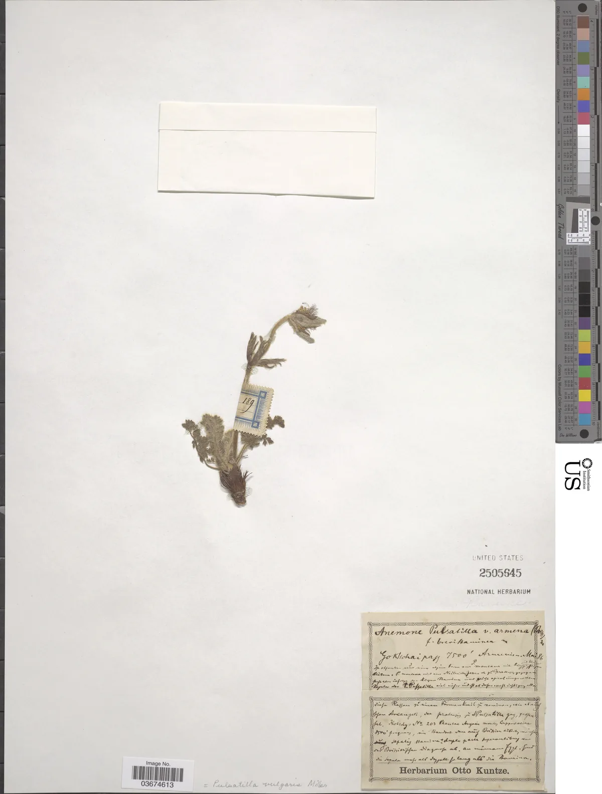 Pasqueflower (Pulsatilla vulgaris), photograph