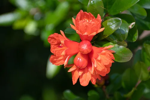Photo: (c) Proteros, some rights reserved (CC BY) · cc-by · via iNaturalist pomegranate (Punica granatum), photograph