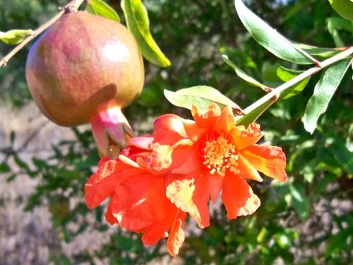pomegranate (Punica granatum), photograph