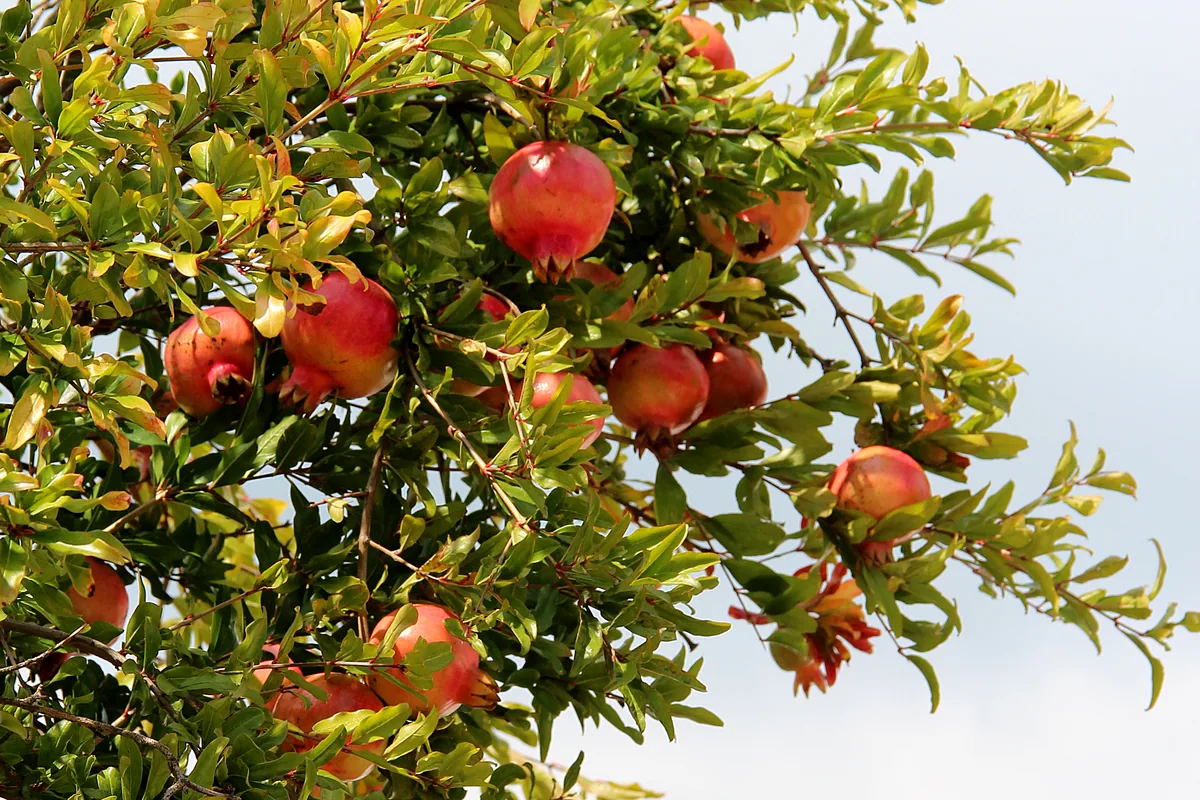 Pomegranate, photograph