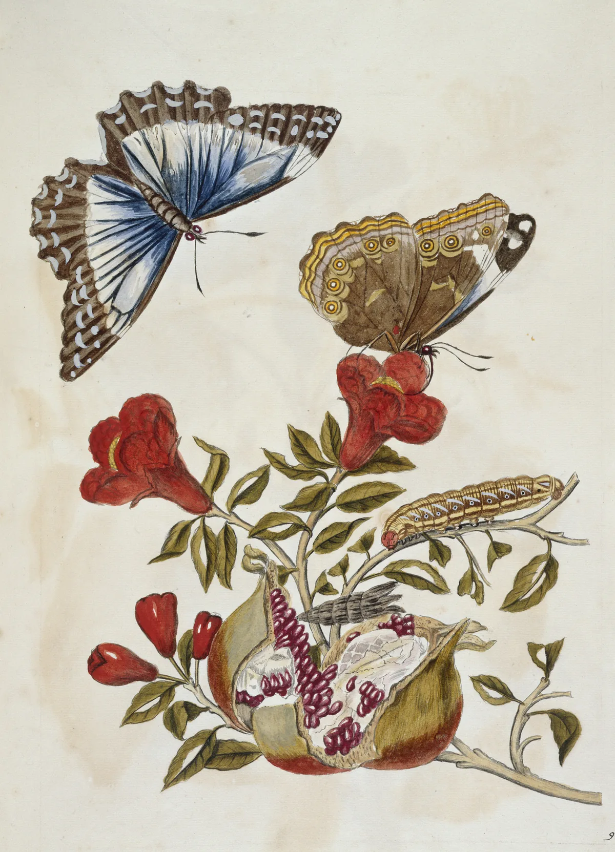 pomegranate (Punica granatum), botanical illustration