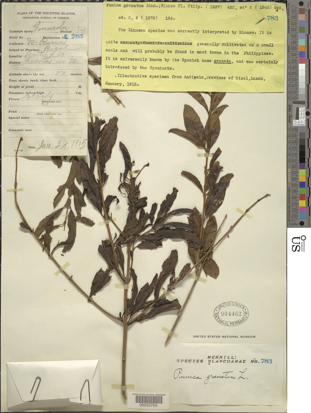 pomegranate (Punica granatum), photograph