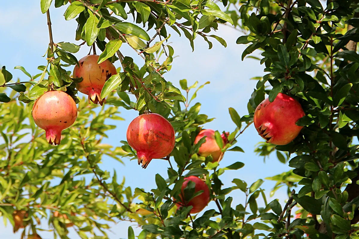 pomegranate (Punica granatum), photograph