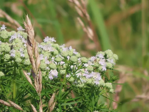 Mountain Mint (Pycnanthemum virginianum), photograph