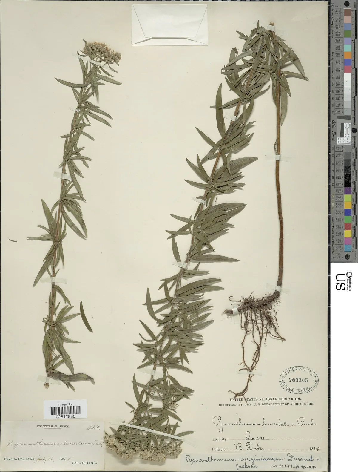 Mountain Mint (Pycnanthemum virginianum), photograph