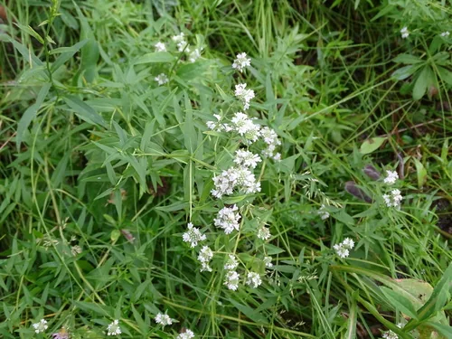Photo: no rights reserved · CC0 · via iNaturalist mountain mint (Pycnanthemum virginianum), photograph