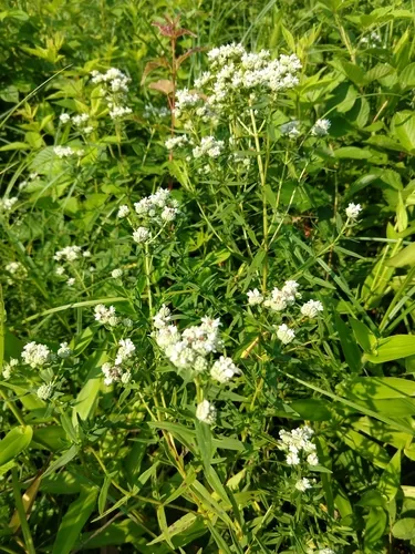 Photo: no rights reserved · cc0 · via iNaturalist Mountain Mint (Pycnanthemum virginianum), photograph