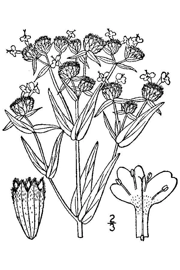 Mountain Mint (Pycnanthemum virginianum), botanical illustration