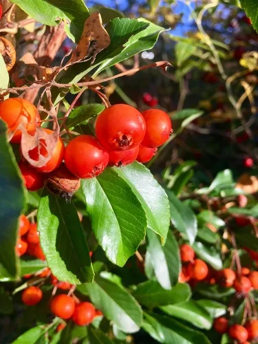 pyracantha (Pyracantha coccinea), photograph