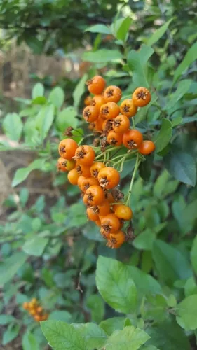 pyracantha (Pyracantha coccinea), photograph