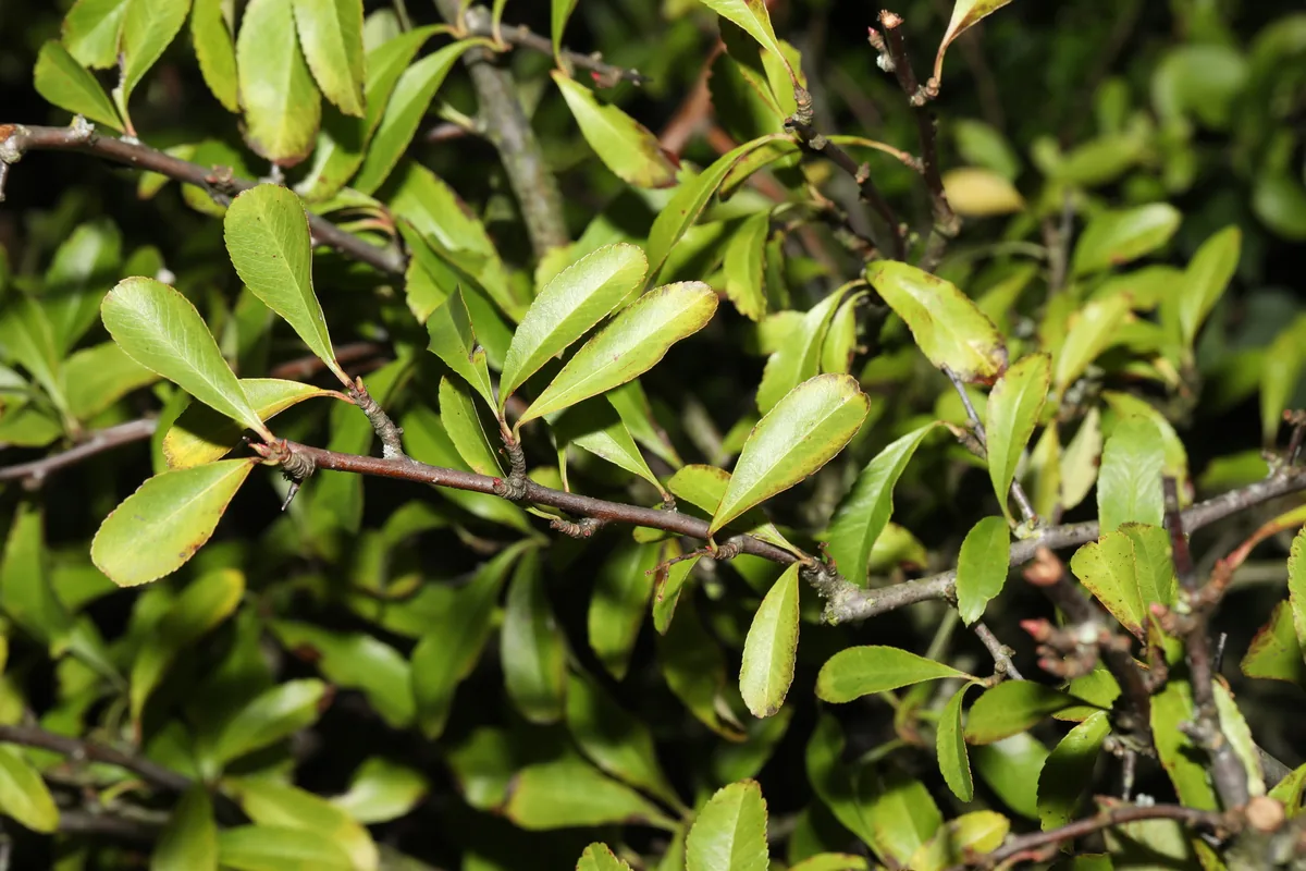 pyracantha (Pyracantha coccinea), photograph