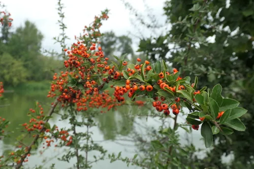 pyracantha (Pyracantha coccinea), photograph