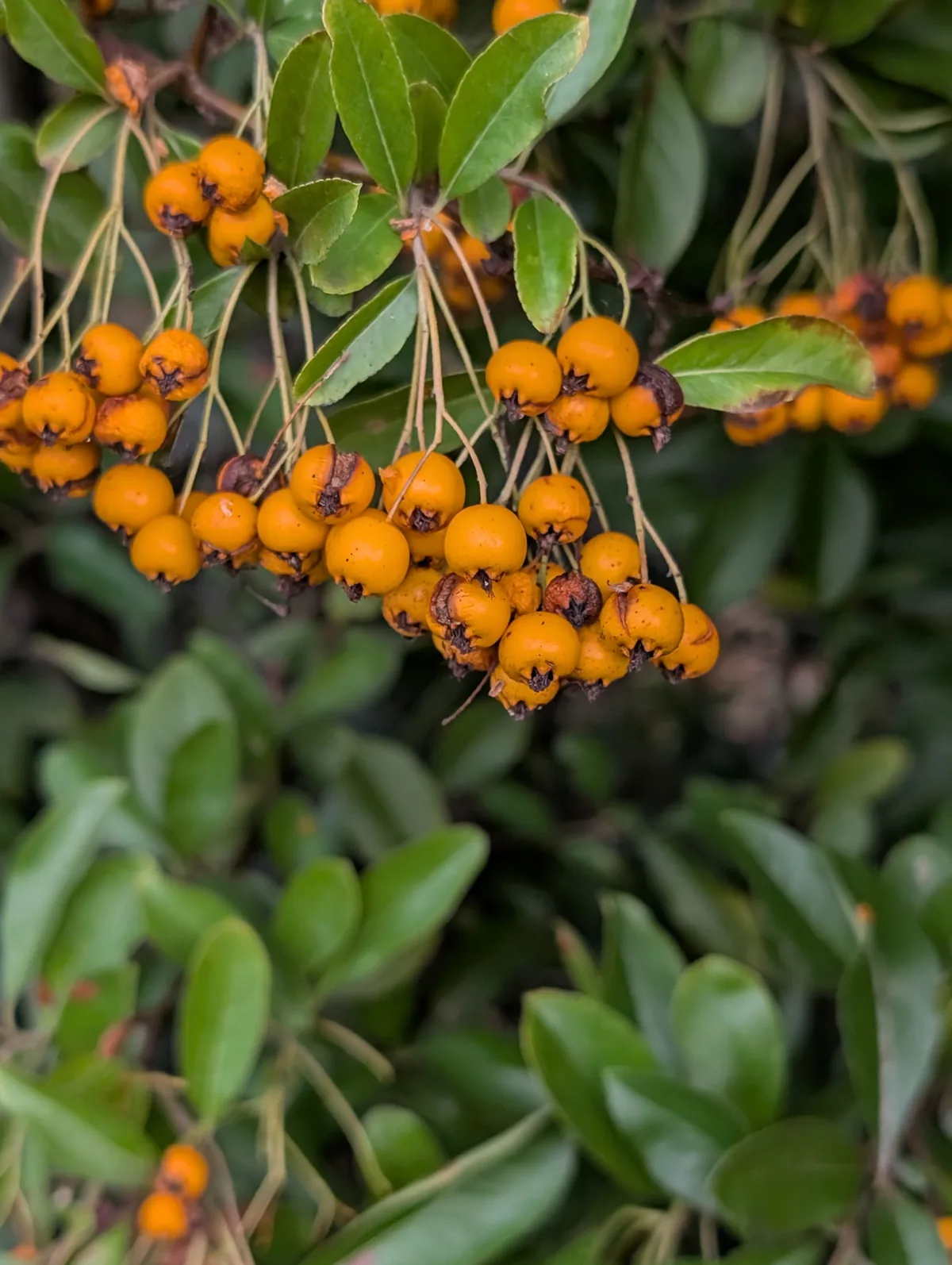 Photo: Martin Kalfatovic, via iNaturalist · CC BY · via GBIF pyracantha (Pyracantha coccinea), photograph
