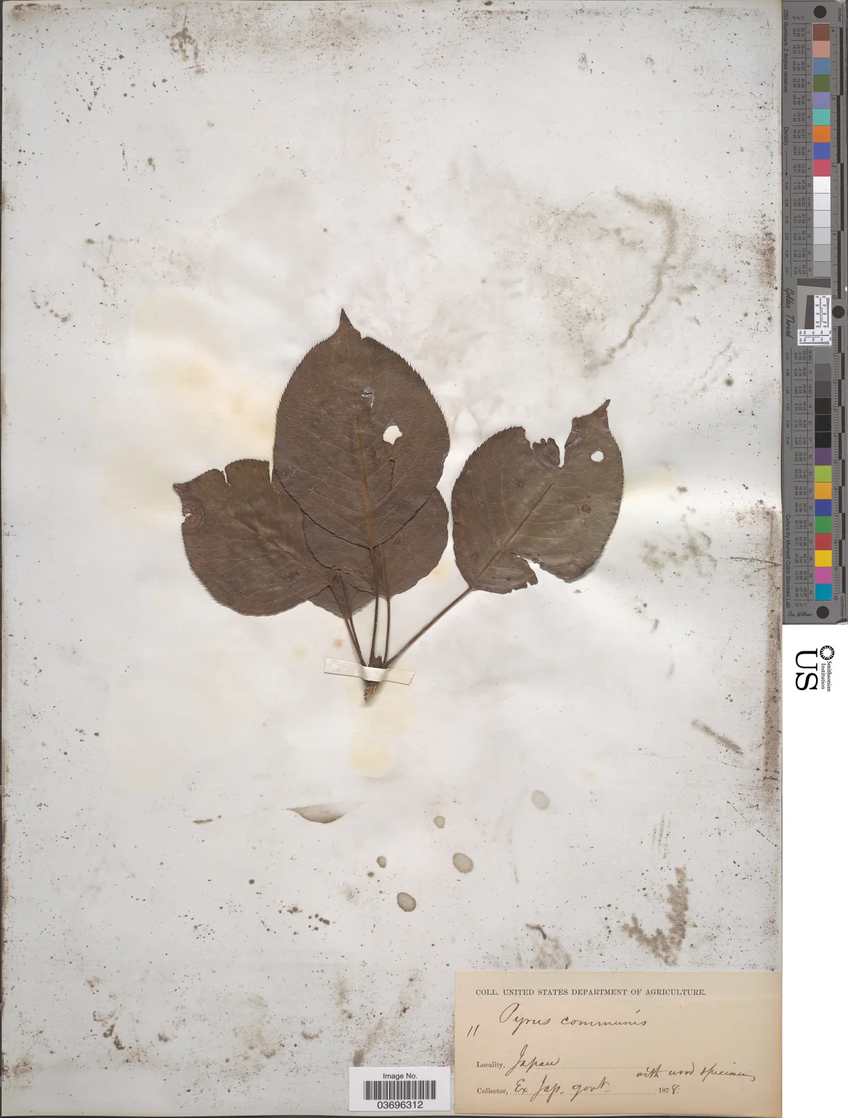 pear (Pyrus communis), photograph