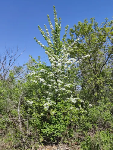 pear (Pyrus communis), photograph
