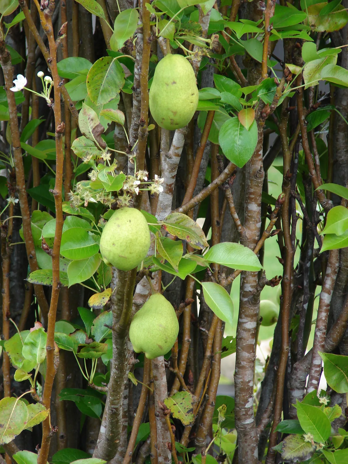 Pear, photograph