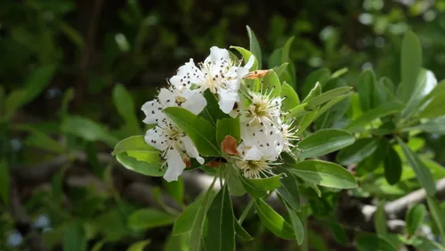 pear (Pyrus communis), photograph
