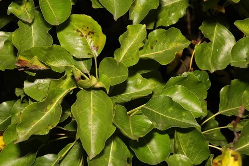 pear (Pyrus communis), photograph
