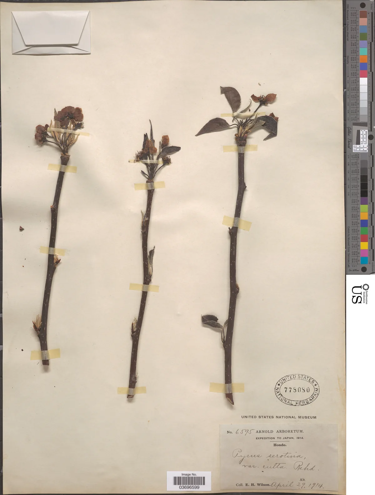 Asian Pear (Pyrus pyrifolia), photograph