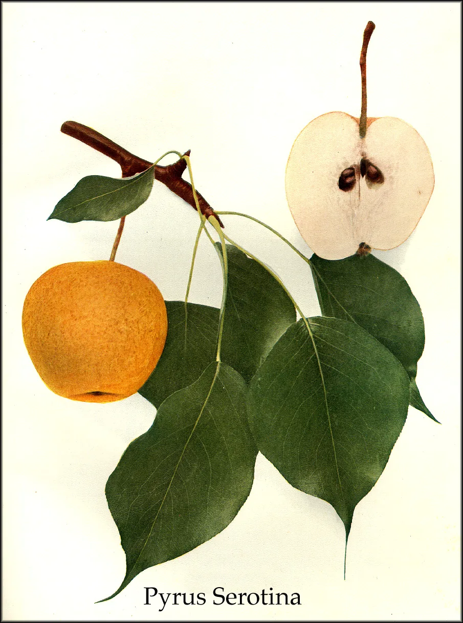 Illustration: Ulysses Prentiss Hedrick · Public domain · via Wikimedia Asian Pear (Pyrus pyrifolia), botanical illustration