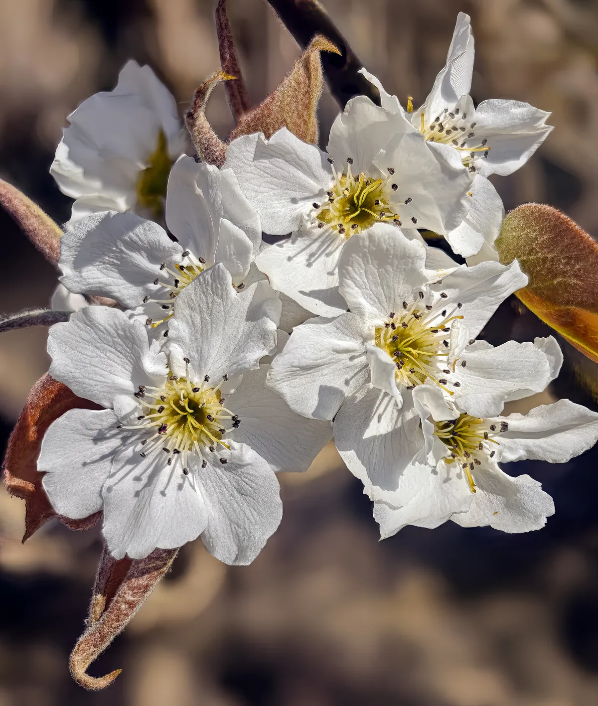 Asian Pear (Pyrus pyrifolia), photograph
