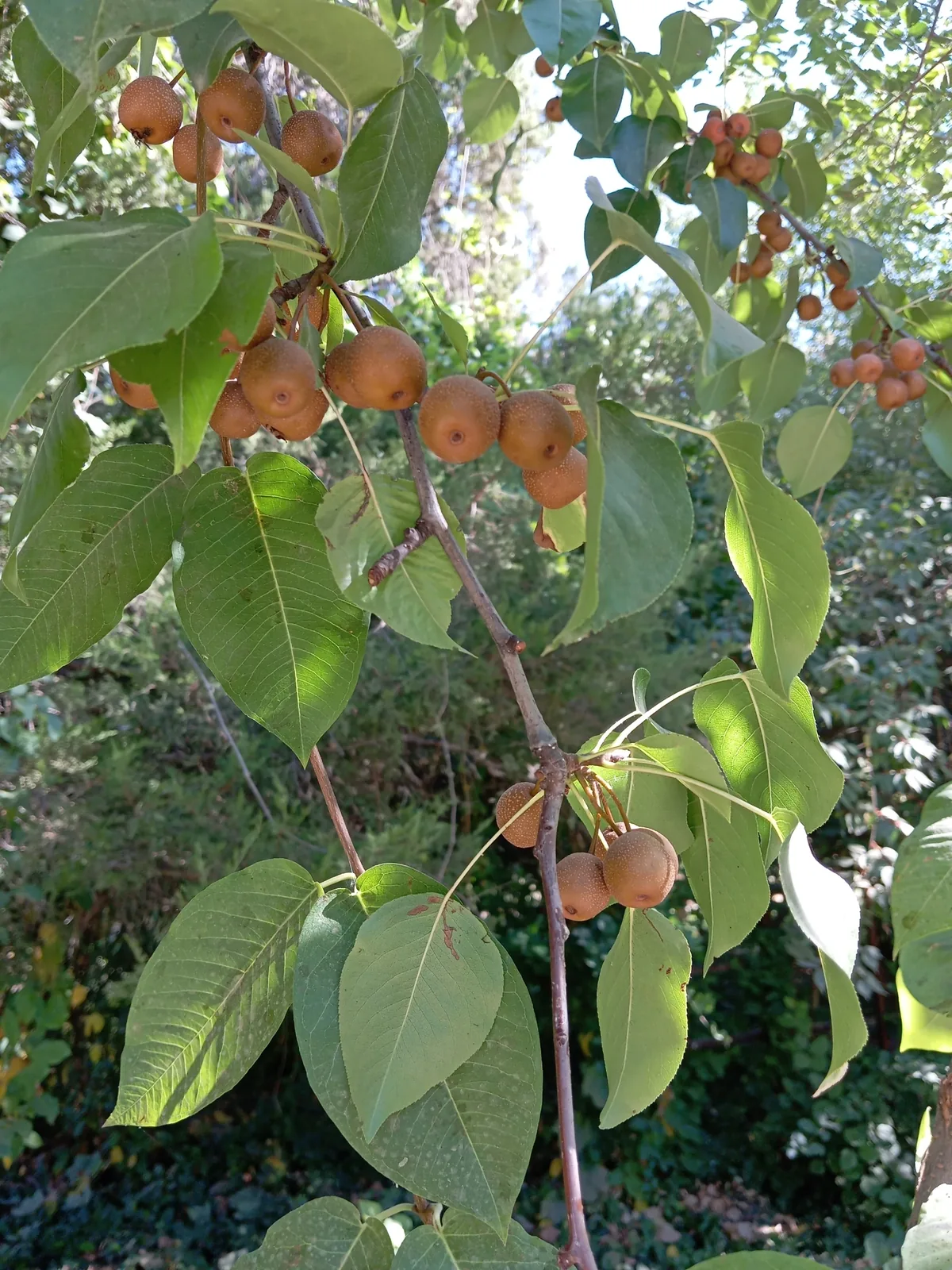 Photo: Askar Akhmedov, via iNaturalist · CC BY · via GBIF Asian pear (Pyrus pyrifolia), photograph